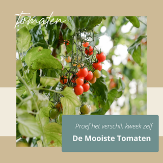 Tomaten