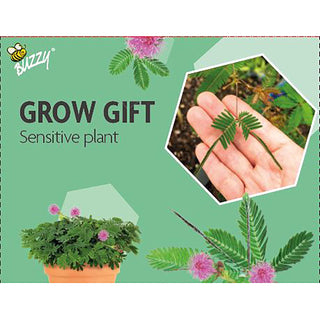 Cadeau à faire pousser Mimosa pudique