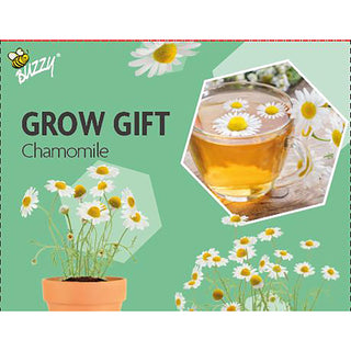 Cadeau à faire pousser Camomille