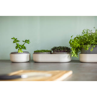 Plateau de germination Microgreens + Regrow