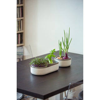 Plateau de germination Microgreens + Regrow