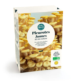 Pleurotes jaunes BIO
