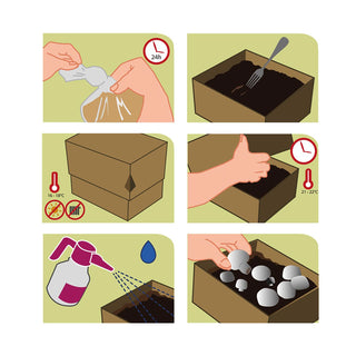 Crinière de lion BIO