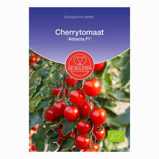 Tomate cerise  ‘Attracta F1'