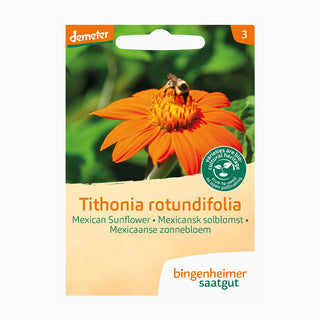 Tournesol du Mexique