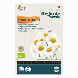 Chrysanthème May Queen