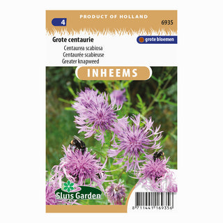 Centaurée scabieuse