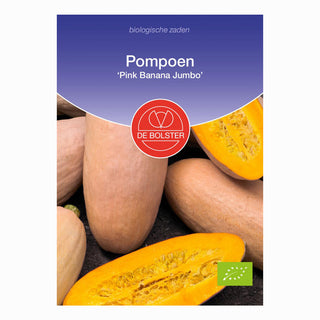 Courge 'Pink Banana Jumbo'