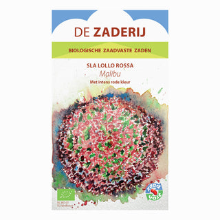 Laitue frisée 'Lollo Rossa - Malibu'