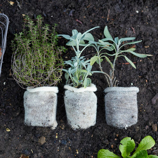 Pot de culture en laine BIO (10)