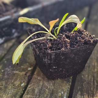 Plateau de semis ECO Zinc (30)