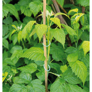 Sogo Plantenringen (50)