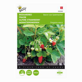 Bosaardbei Baron von Solemacher