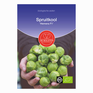 Spruitkool 'Hemera F1'