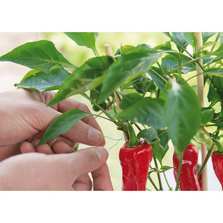 Sogo Binddraad Groen 30m